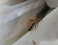 Odontotarsus purpureolineatus